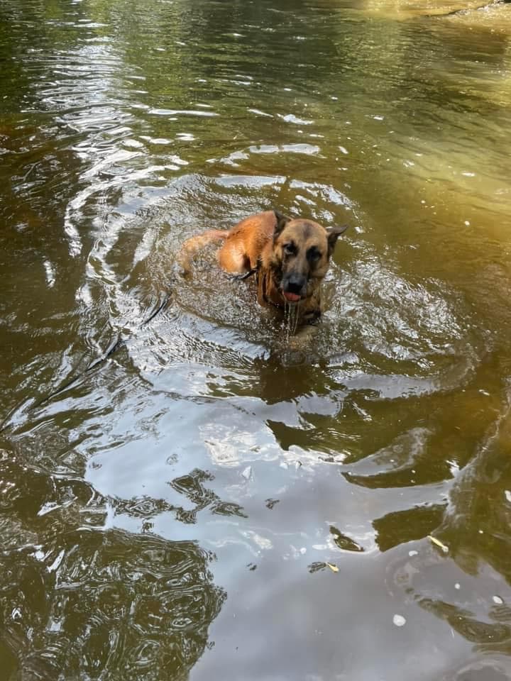 Prinz - Deutscher Schäferhund - Bild 11