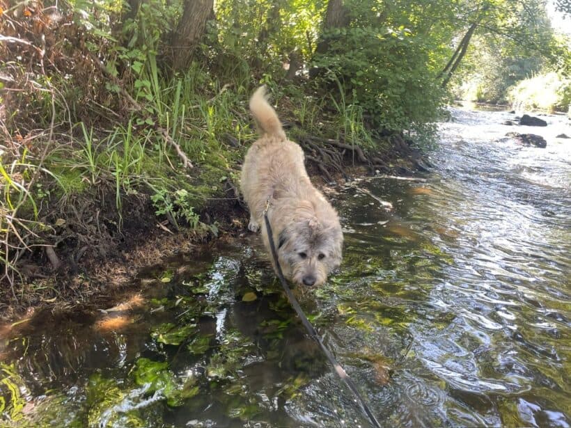 Eddie - Ciobănesc Românesc Mioritic - Bild 9