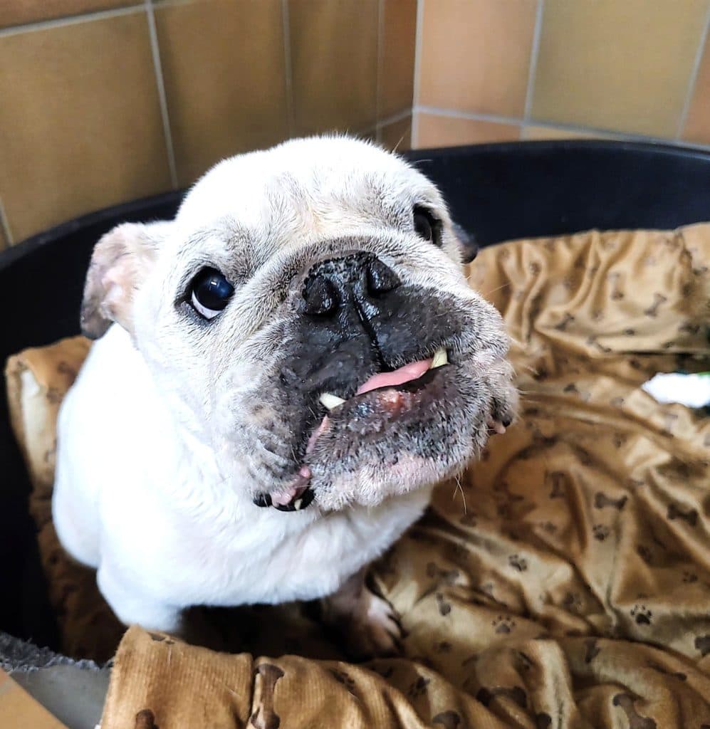 Wilma - Englische Bulldogge - Bild 2