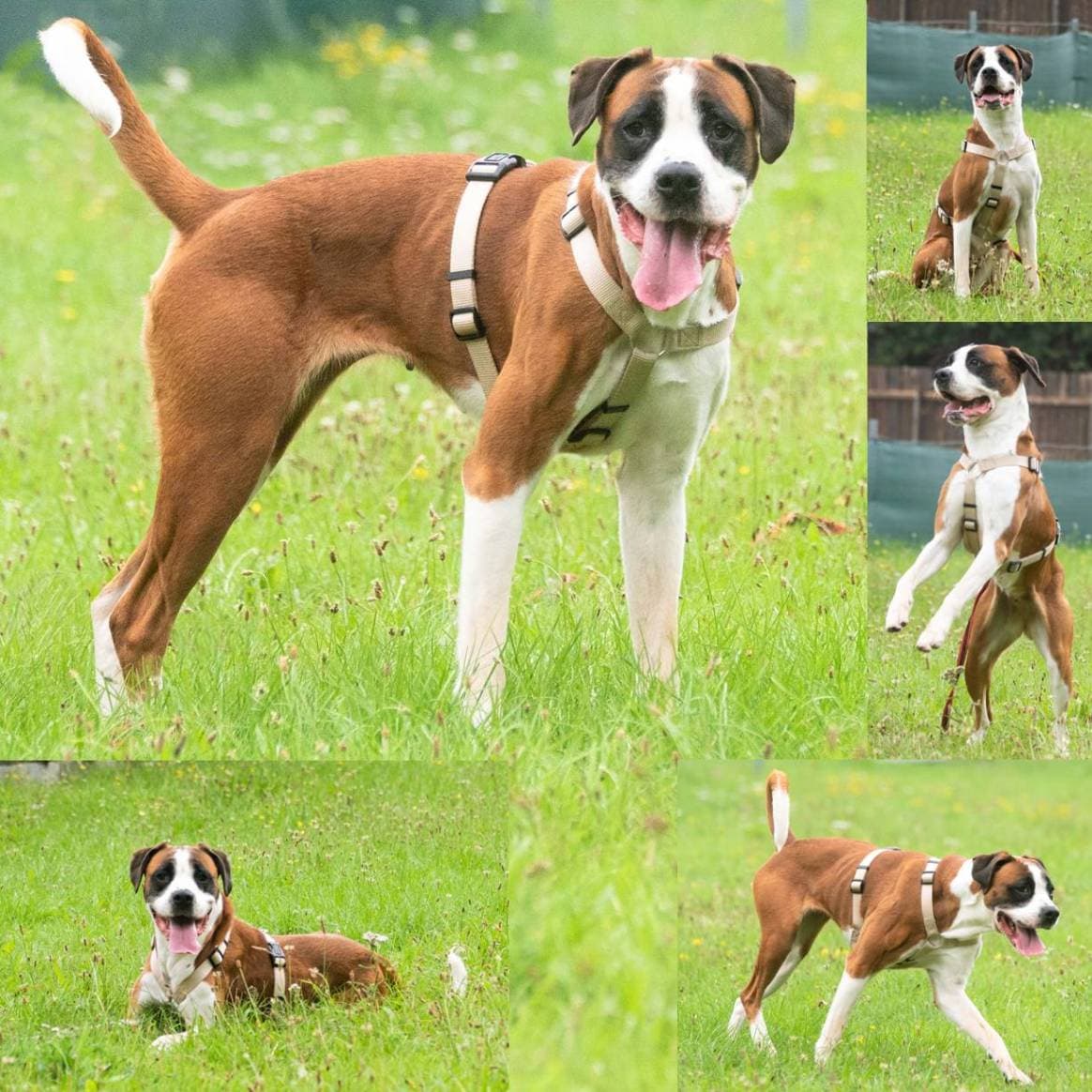 Deutscher Boxer-Mix Betty