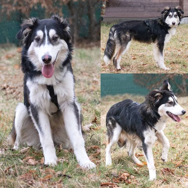 Rhodesian Ridgeback-Mix Balou