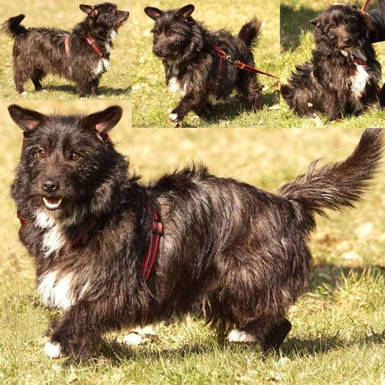 Deutscher Schäferhund-Mix Bolek