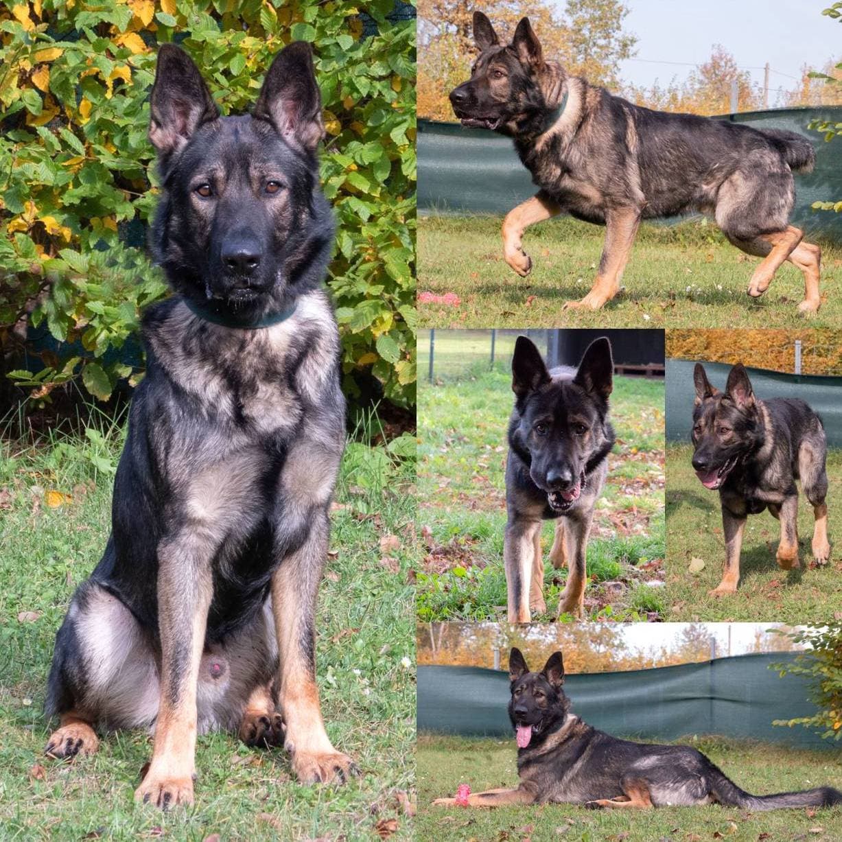 Deutscher Schäferhund Puppy