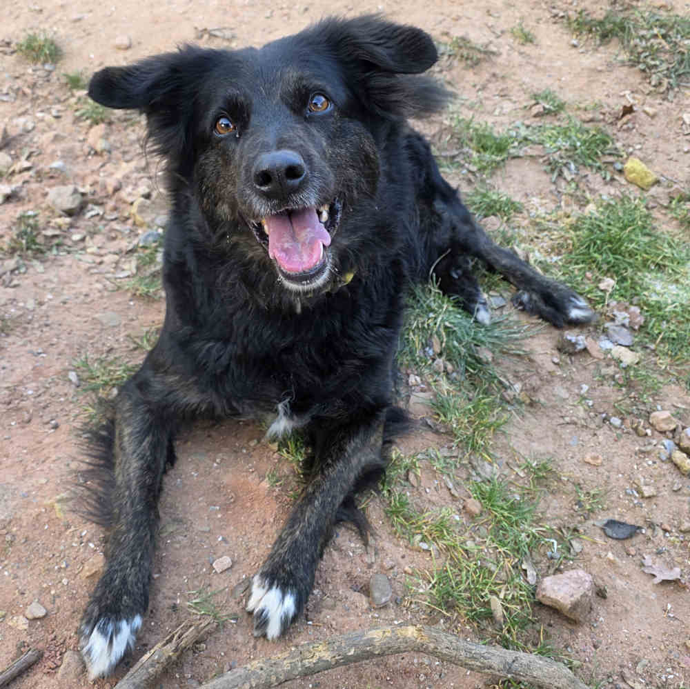 Border Collie-Mix Mia