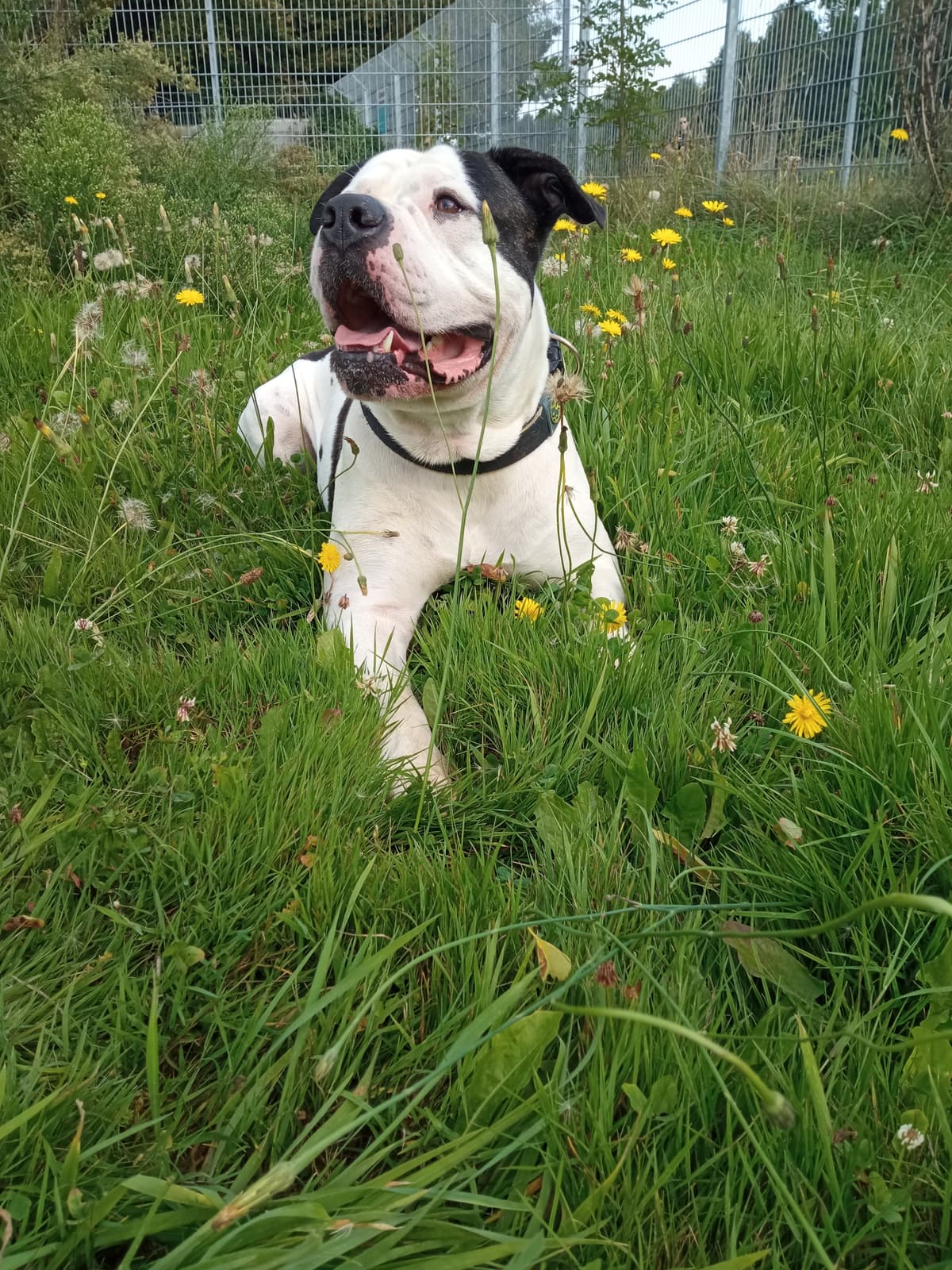 Chico - Englische Bulldogge - Bild 4