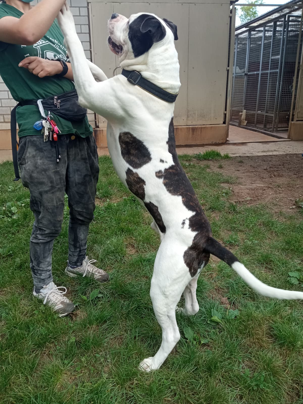 Chico - Englische Bulldogge - Bild 6