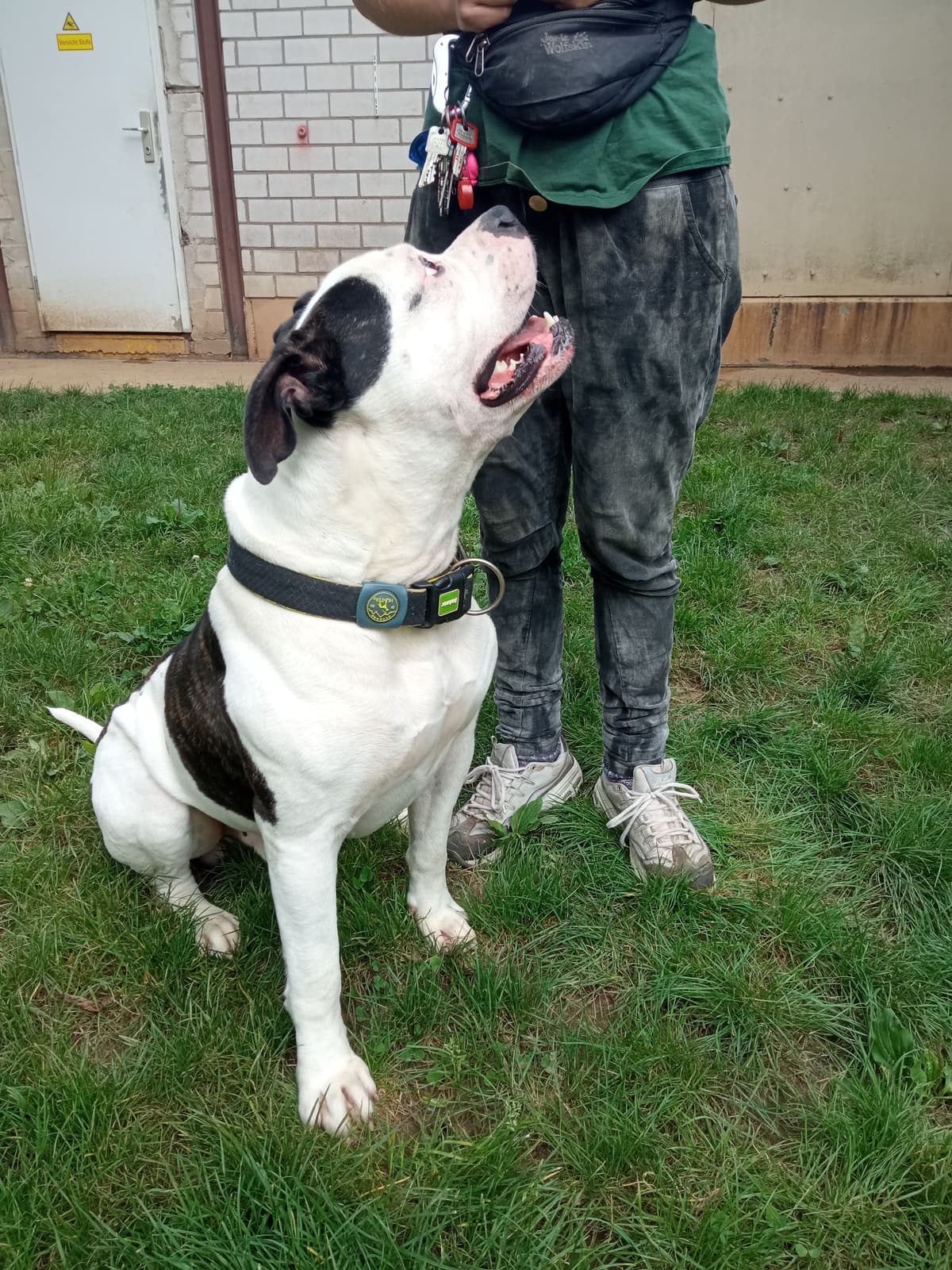 Chico - Englische Bulldogge - Bild 8