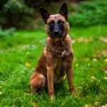 Nelly - Border Collie - Bild 5
