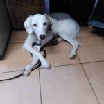Nika -  - Bild 3
