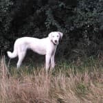 Nika -  - Bild 5