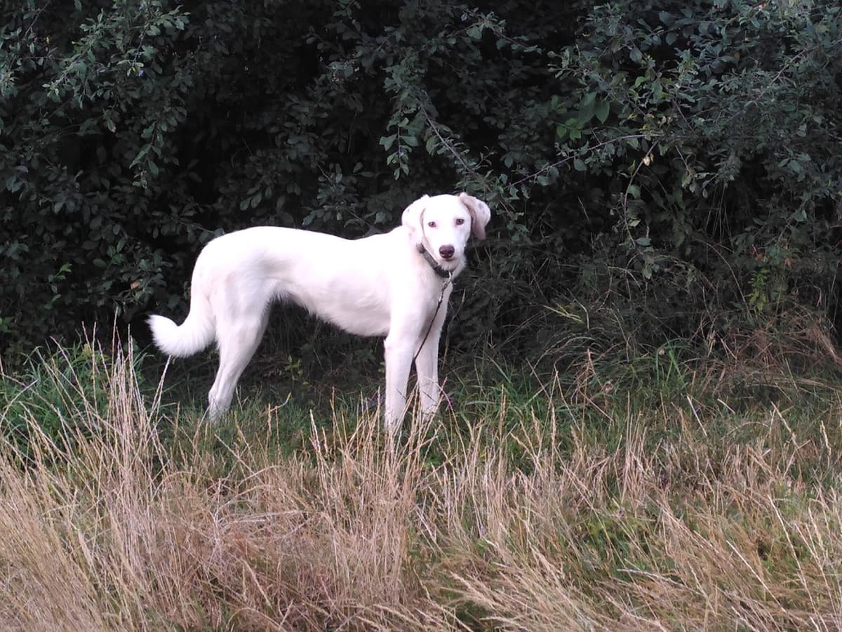 Nika -  - Bild 4