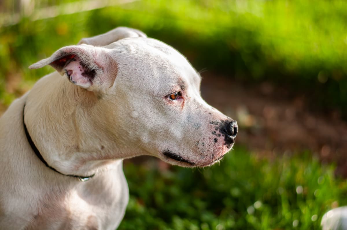 Lieschen - Dogo Argentino - Bild 2