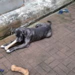 Luna - Labrador Retriever, Englische Bulldogge, Deutscher Schäferhund, Deutsche Dogge - Bild 7