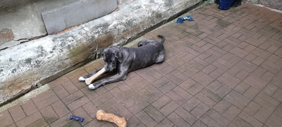 Luna - Labrador Retriever, Englische Bulldogge, Deutscher Schäferhund, Deutsche Dogge - Bild 6