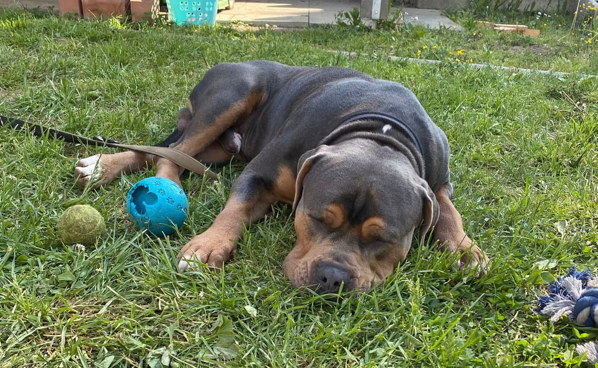 Hugo -  - Bild 2