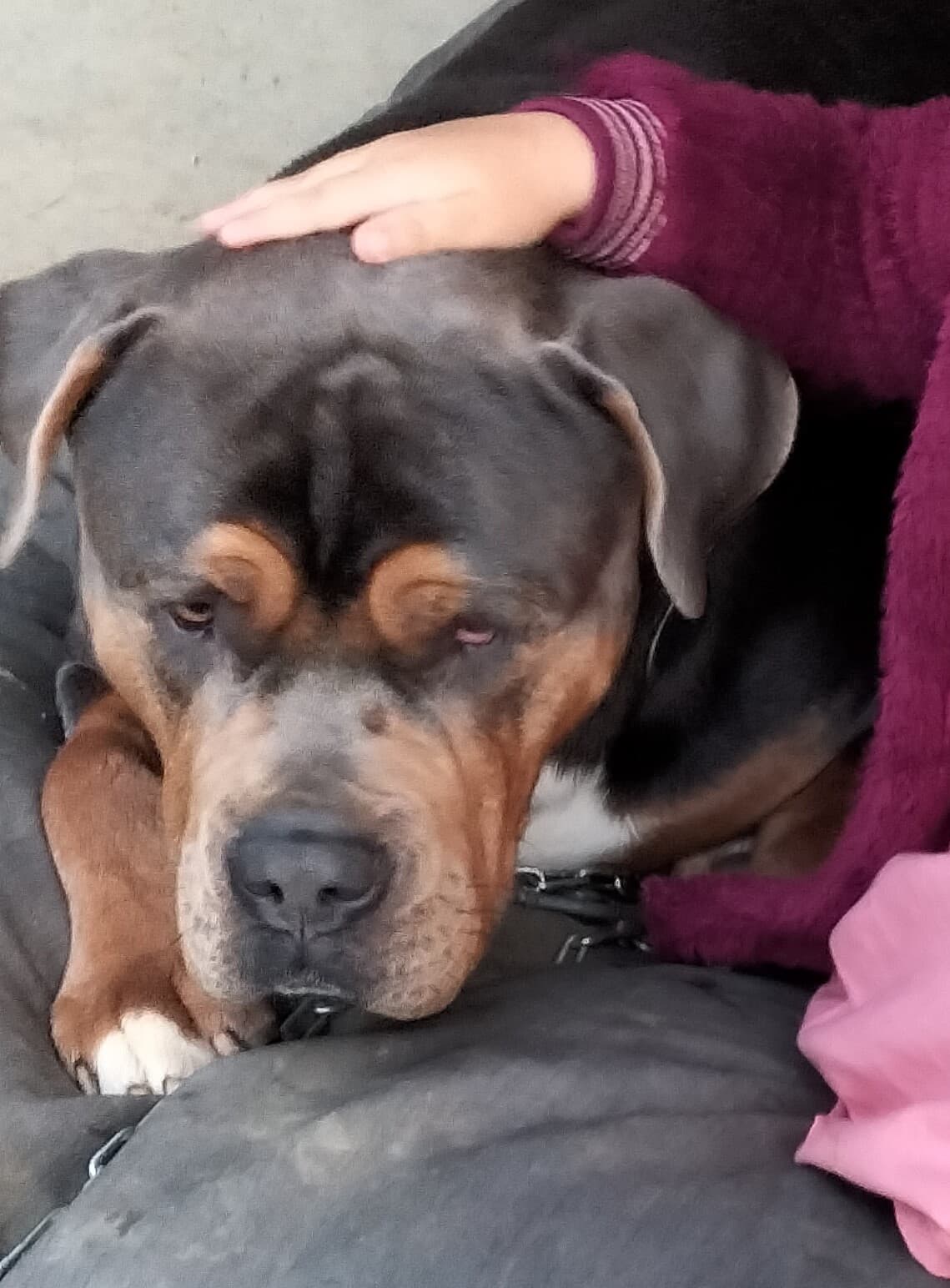 Hugo -  - Bild 6