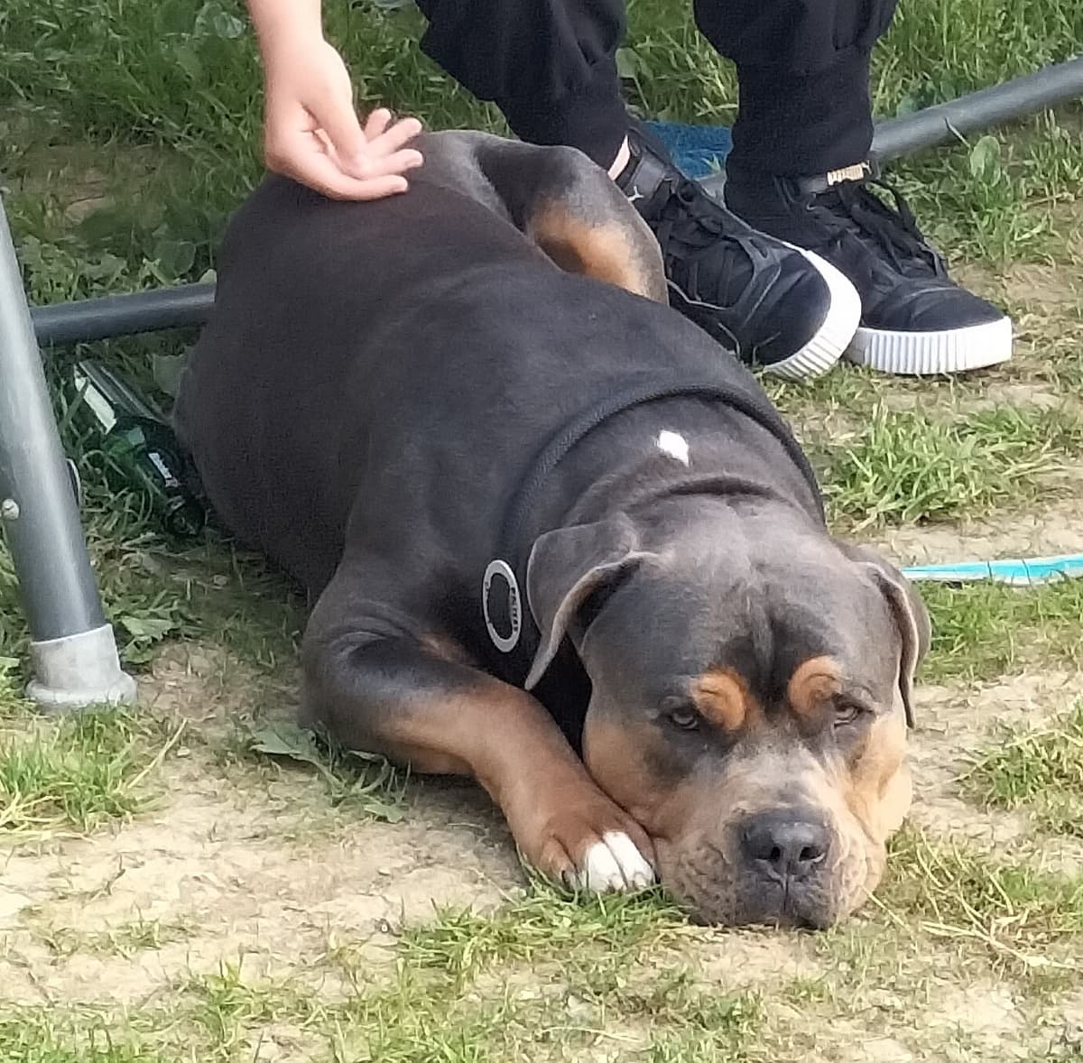 Hugo -  - Bild 4