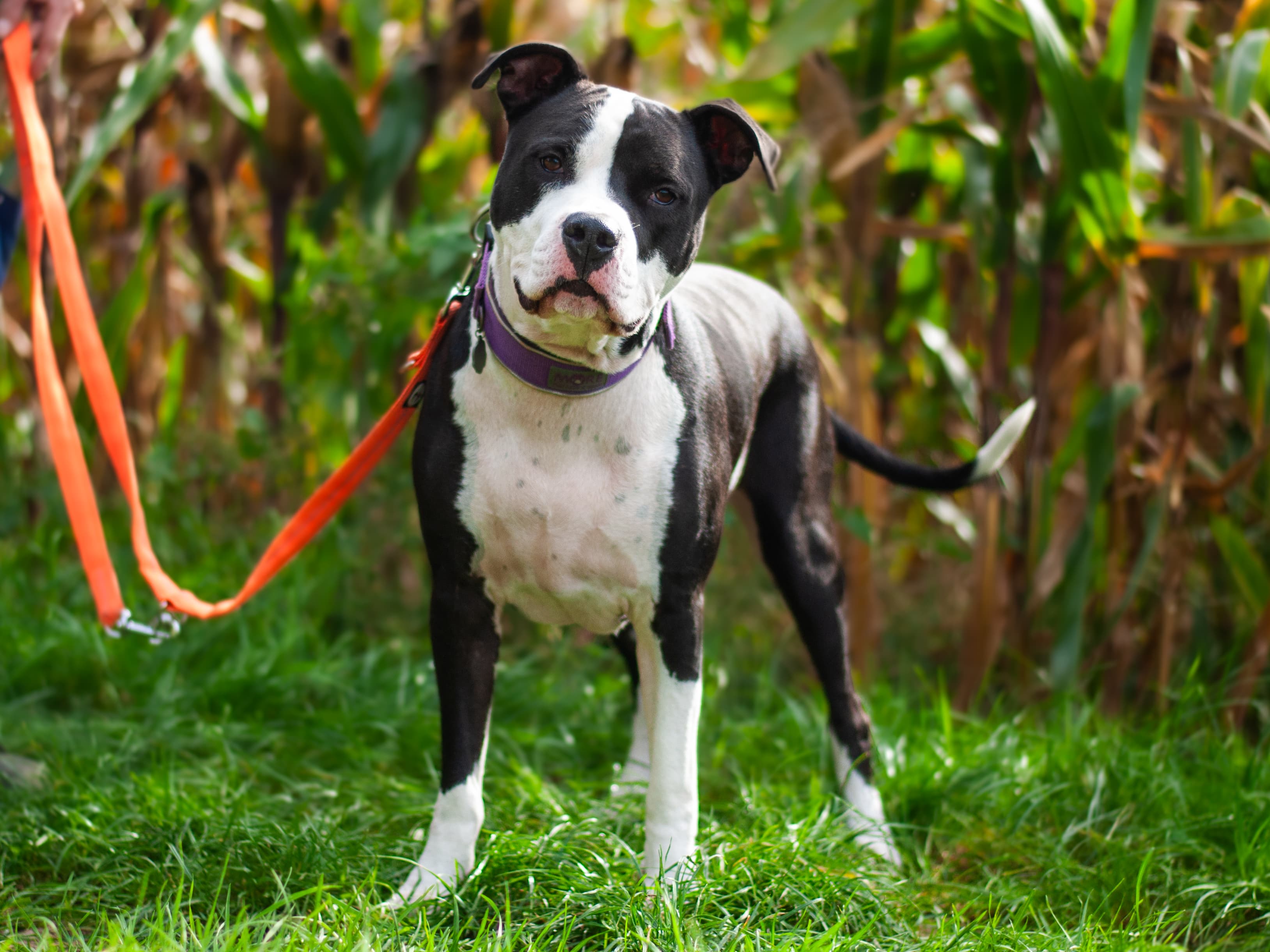 Jamie - American Staffordshire Terrier - Bild 2