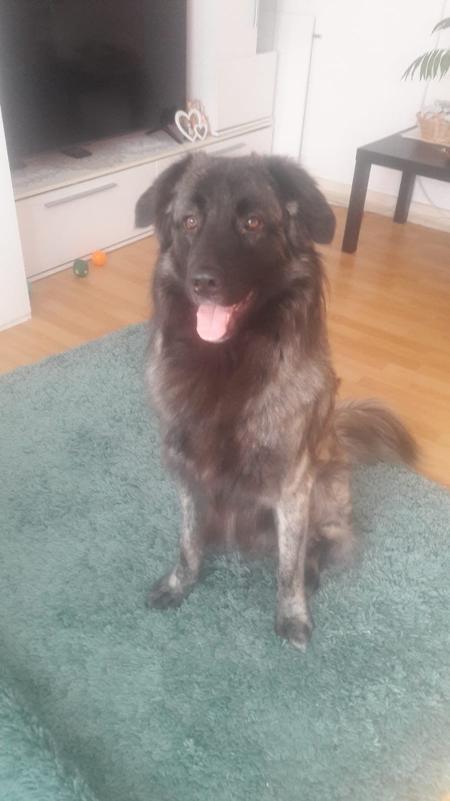 Cookie - Golden Retriever - Bild 2