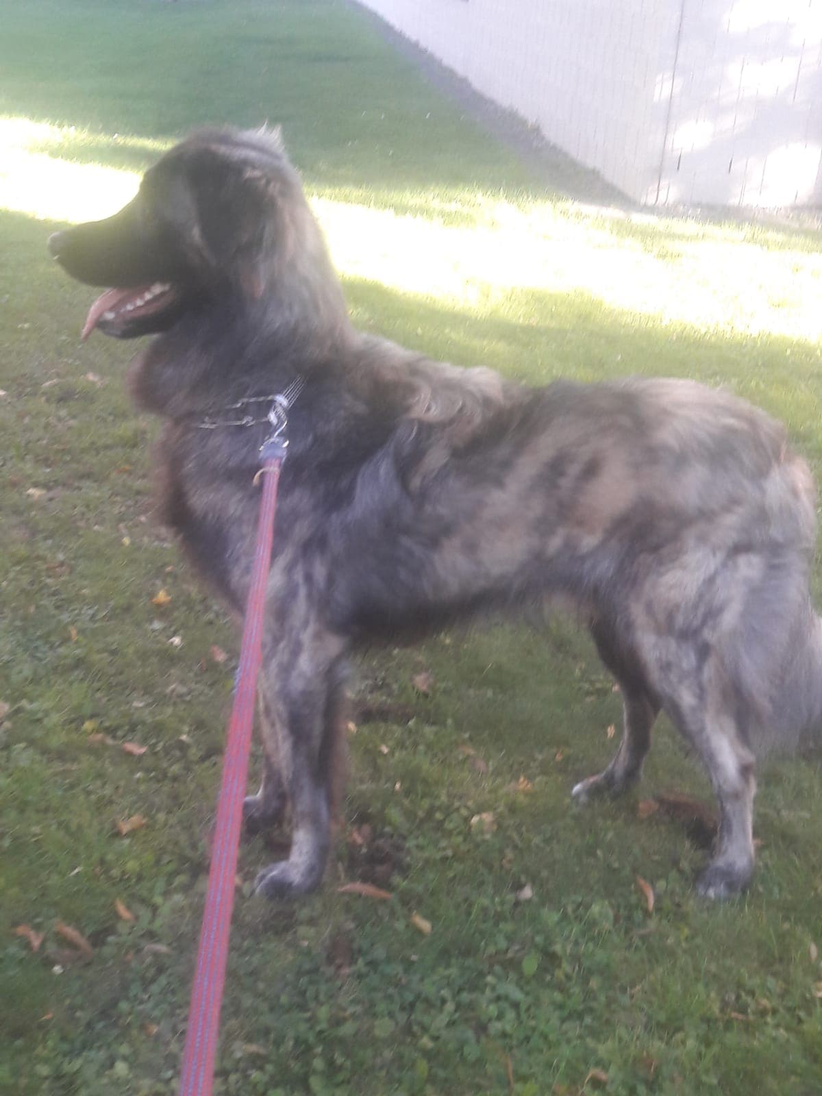 Cookie - Golden Retriever - Bild 3