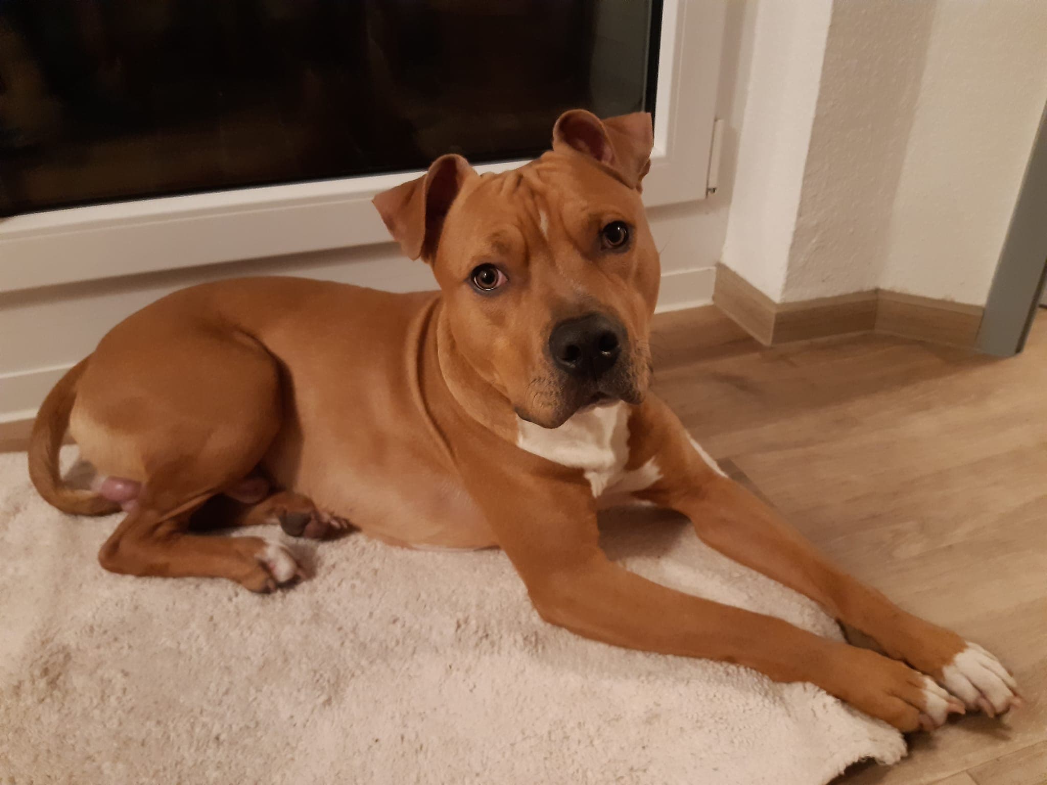 Louis - American Staffordshire Terrier - Bild 7