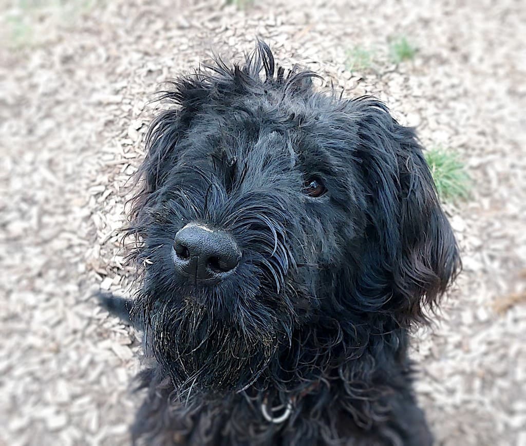 Manni - Riesenschnauzer - Bild 3