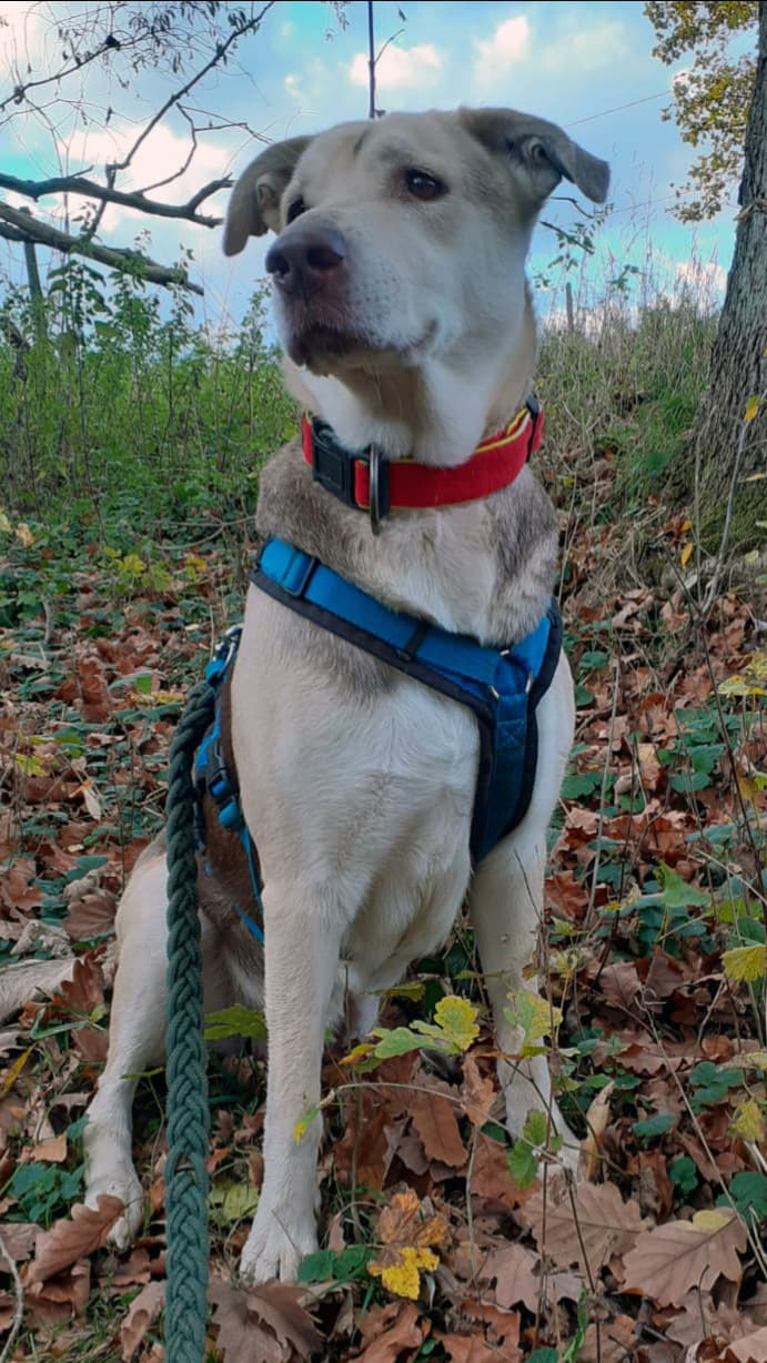 Lassie - Deutscher Schäferhund, Siberian Husky - Bild 2