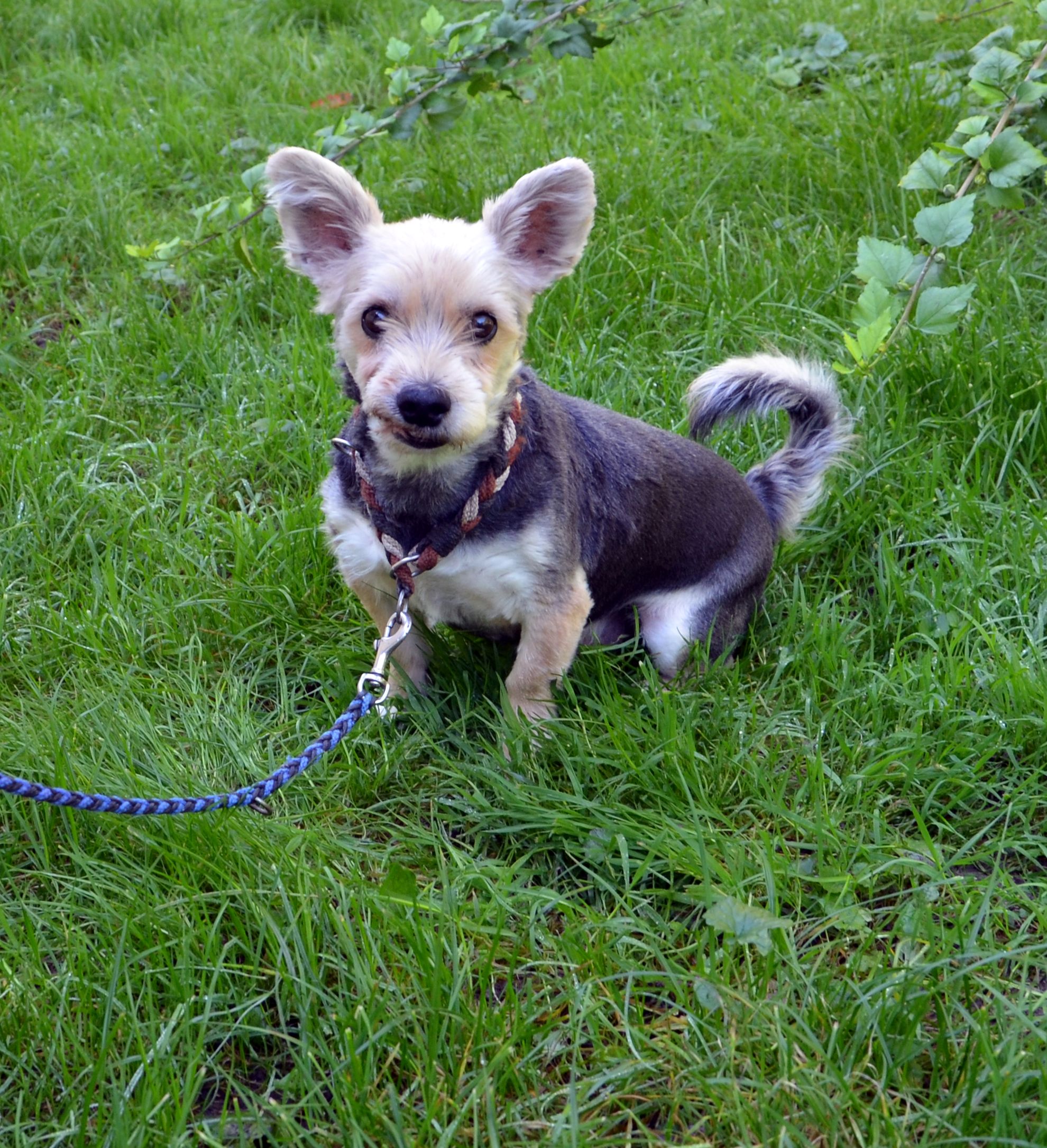Rambo -  - Bild 1