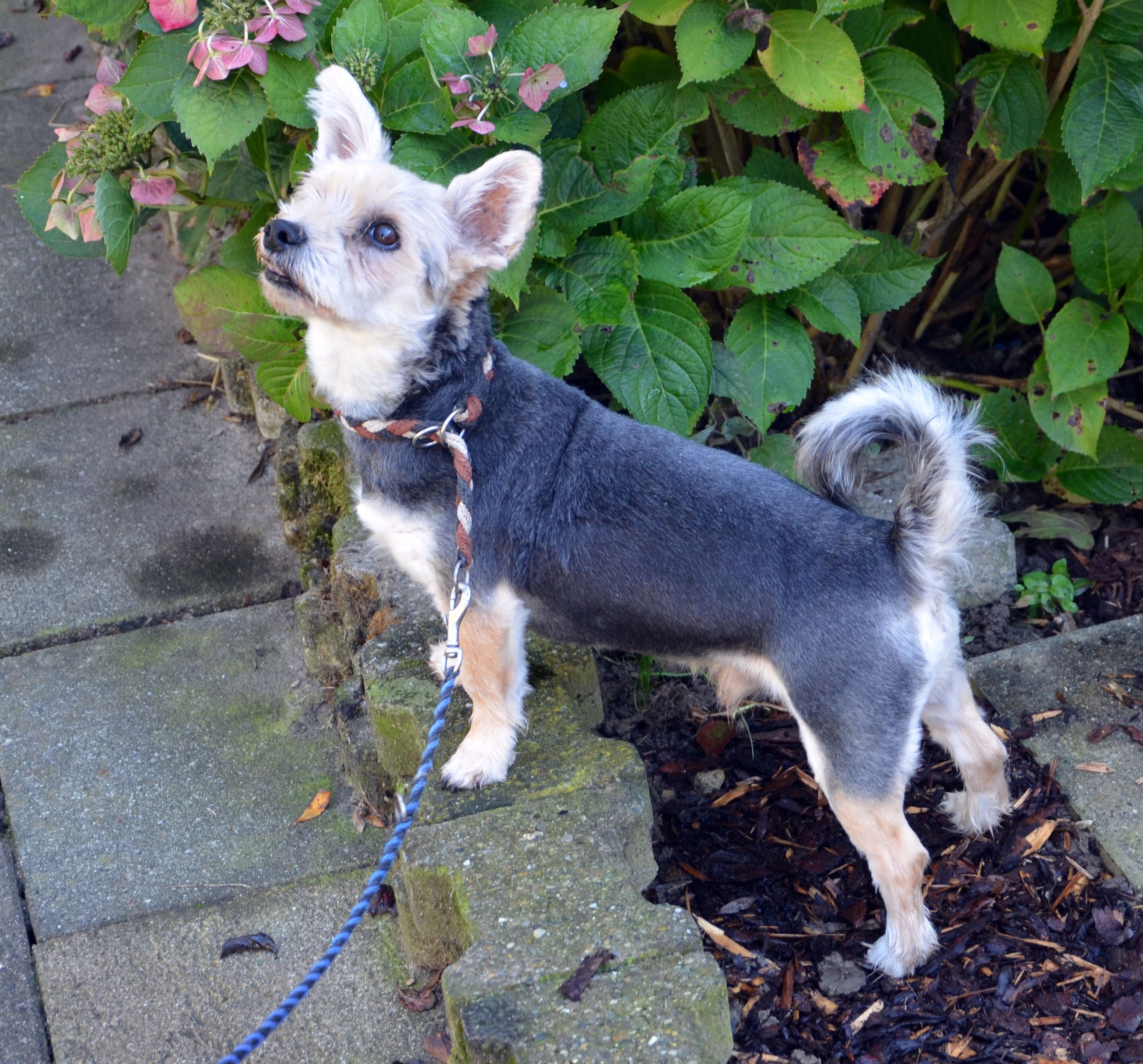 Rambo -  - Bild 2