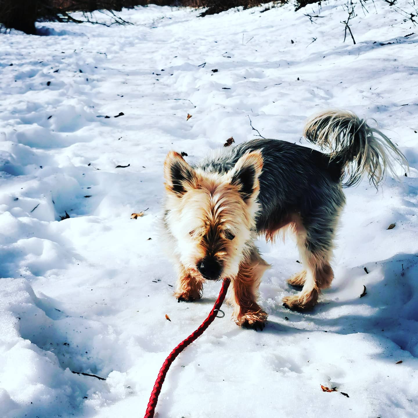 Rambo -  - Bild 3