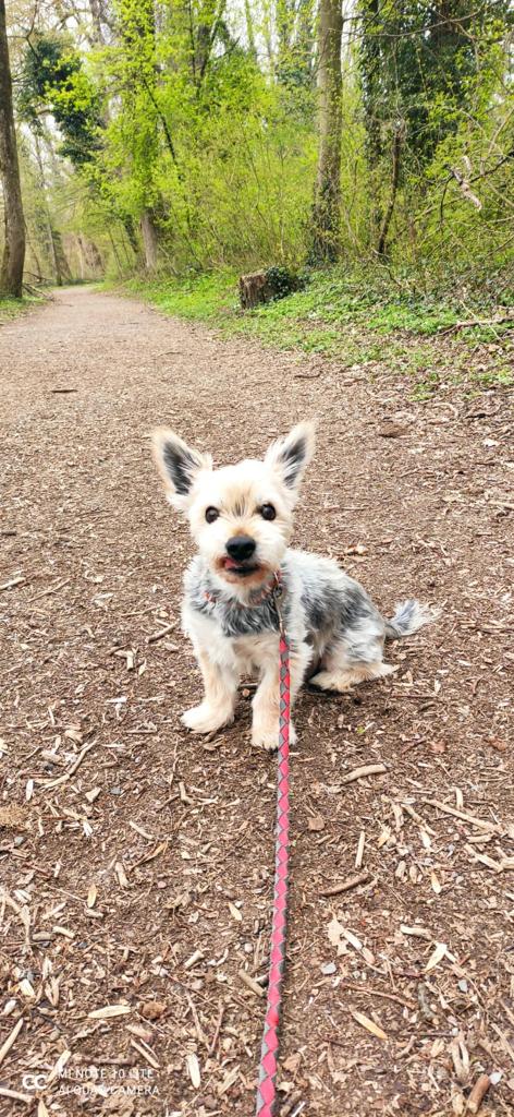 Rambo -  - Bild 4