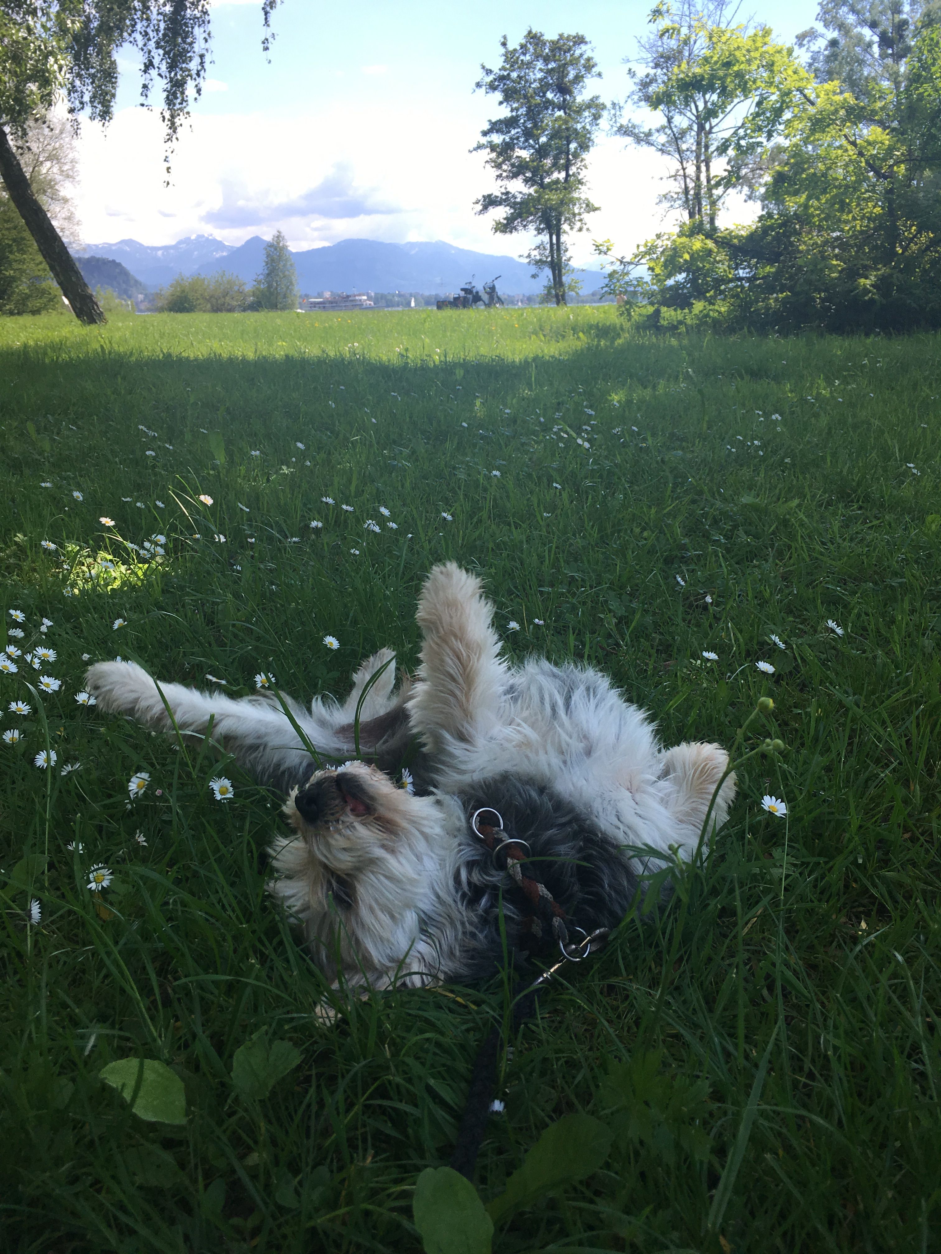 Rambo -  - Bild 6