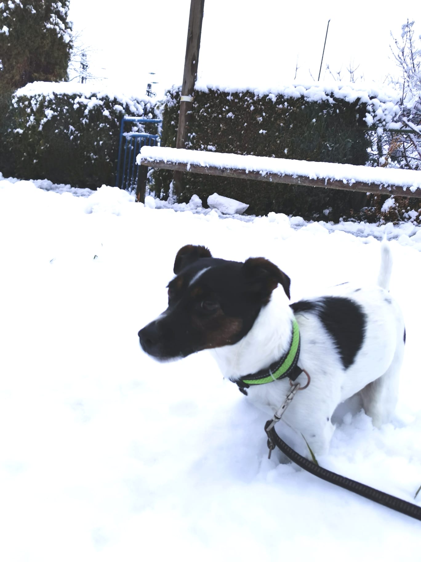 Emma - Jack Russell Terrier - Bild 1