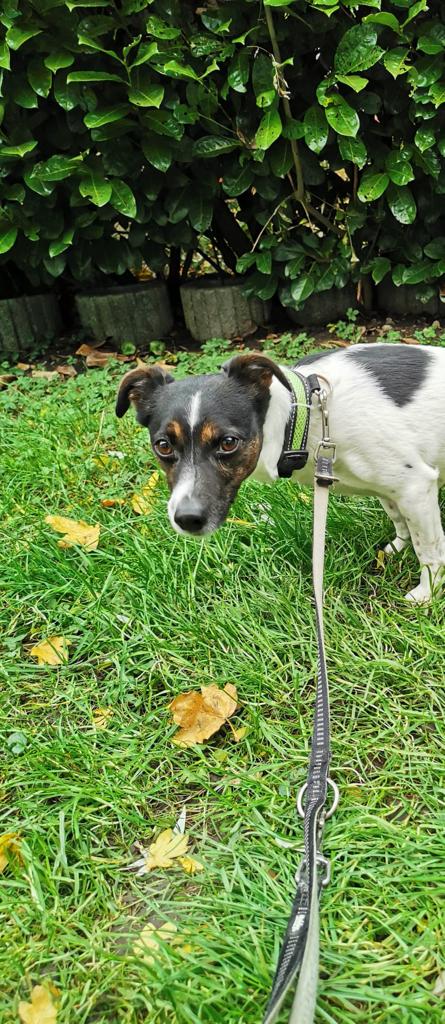 Emma - Jack Russell Terrier - Bild 2
