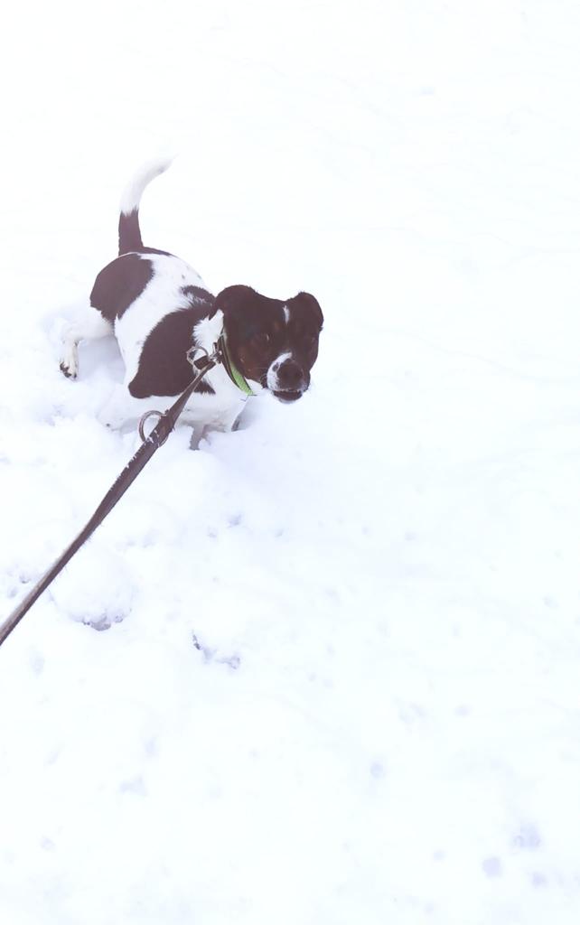 Emma - Jack Russell Terrier - Bild 3