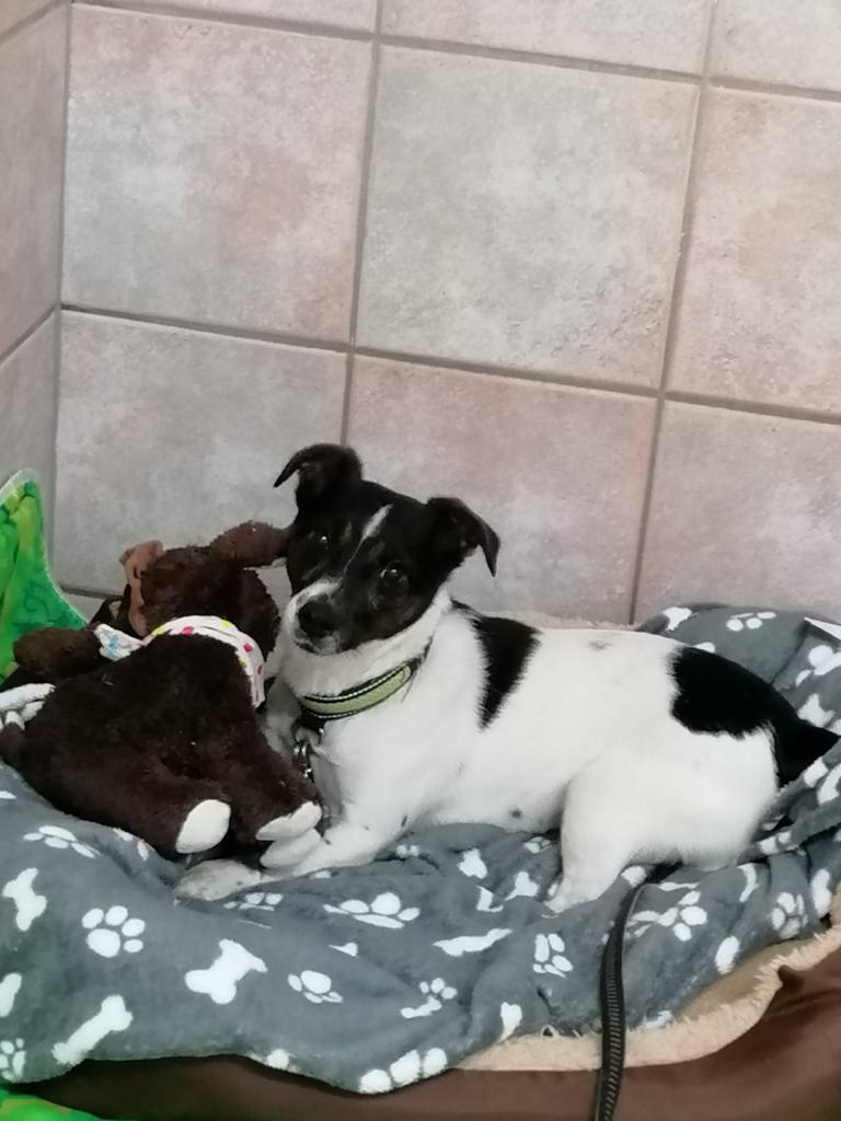 Emma - Jack Russell Terrier - Bild 4