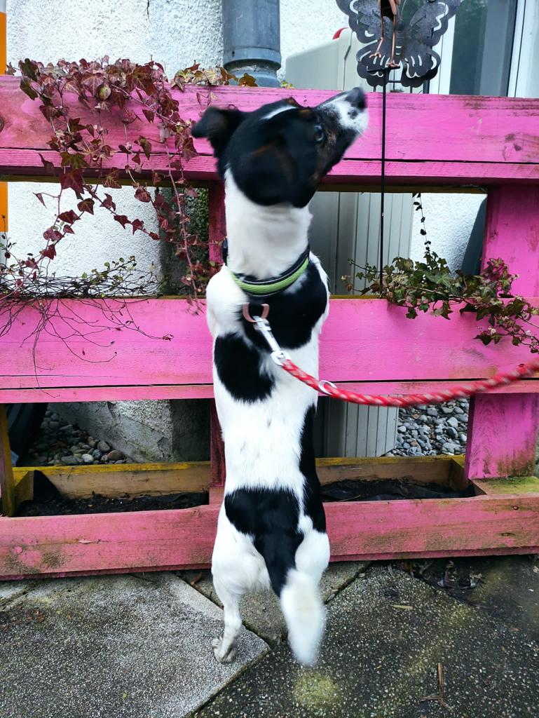 Emma - Jack Russell Terrier - Bild 6