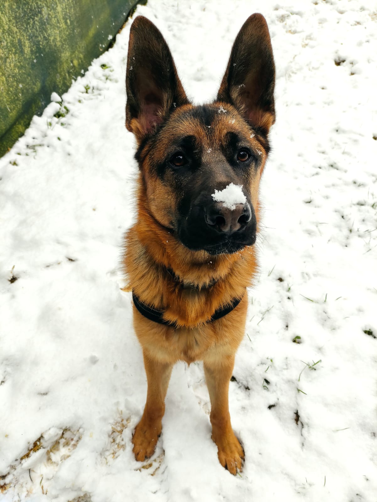 Rex - Deutscher Schäferhund - Bild 1