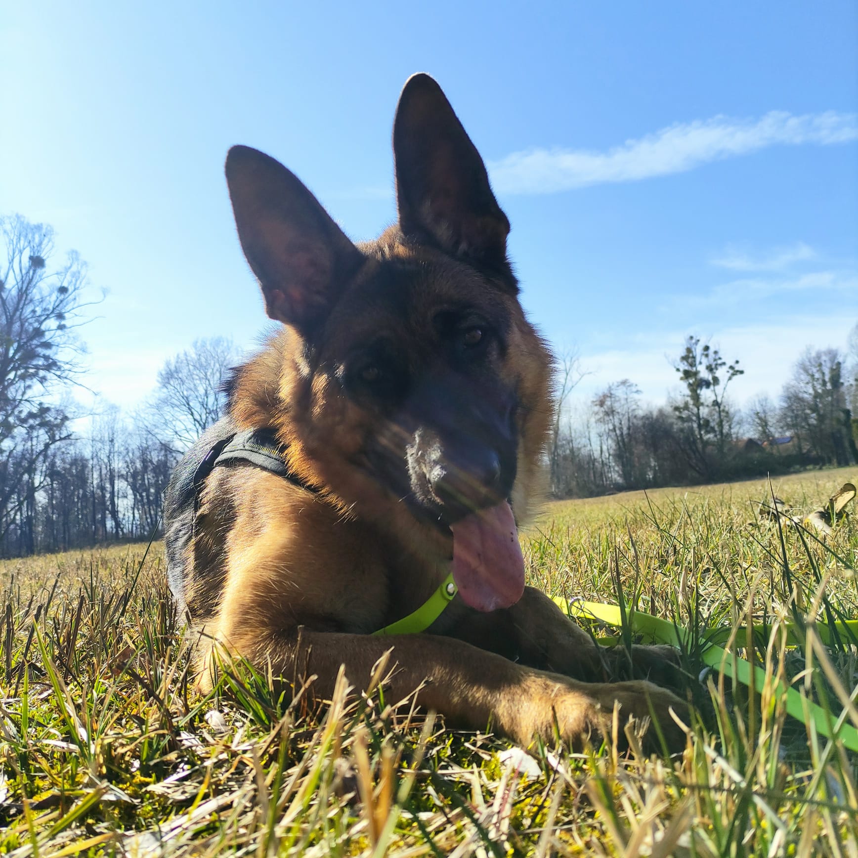 Rex - Deutscher Schäferhund - Bild 2