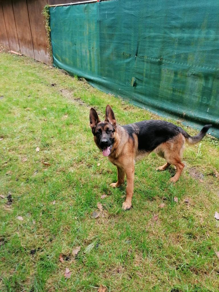 Rex - Deutscher Schäferhund - Bild 3