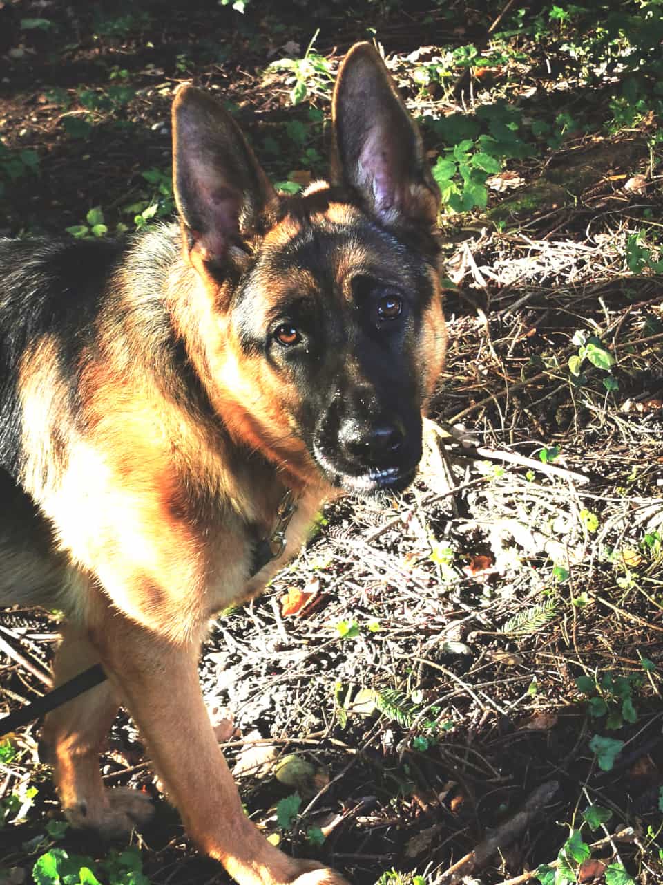 Rex - Deutscher Schäferhund - Bild 6