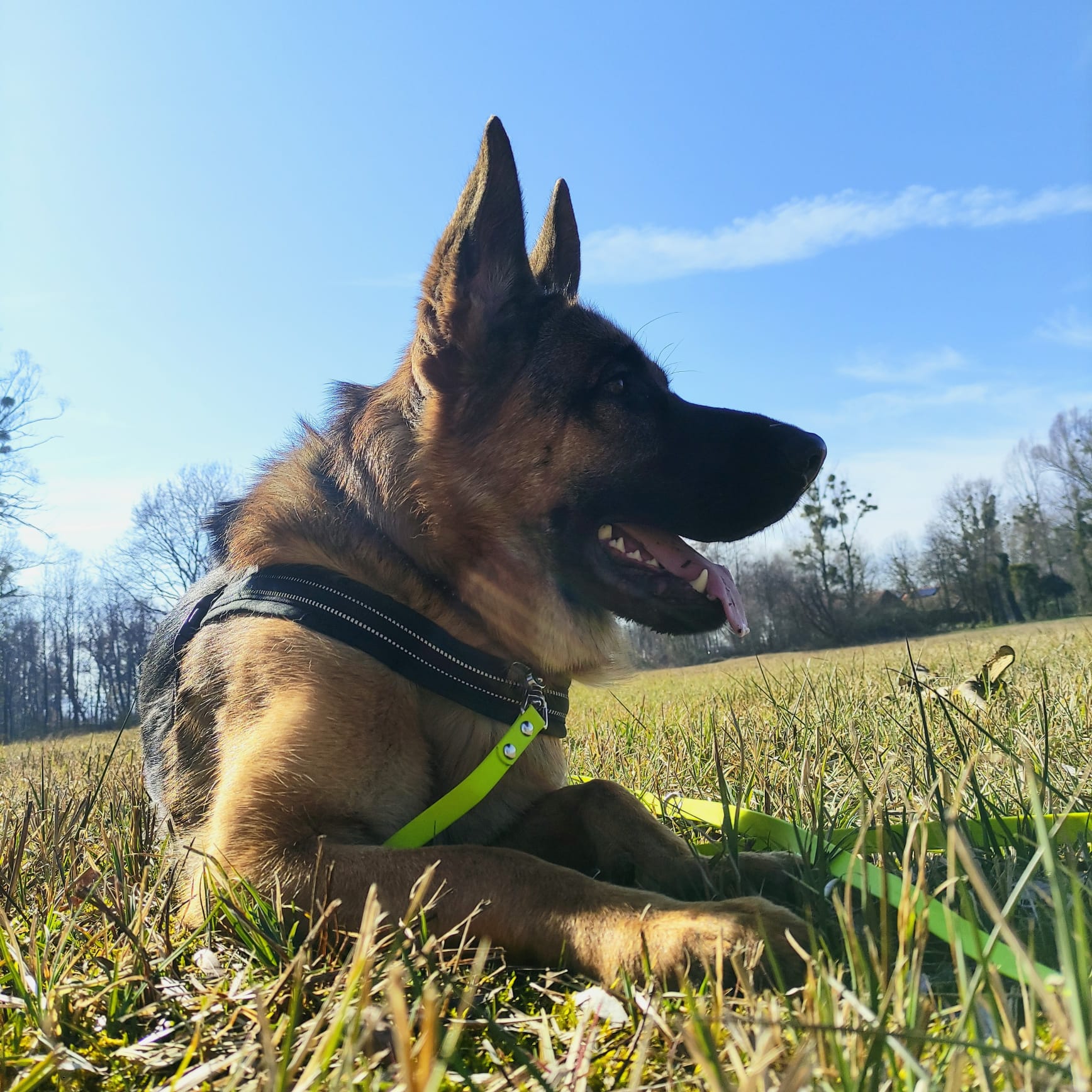 Rex - Deutscher Schäferhund - Bild 11