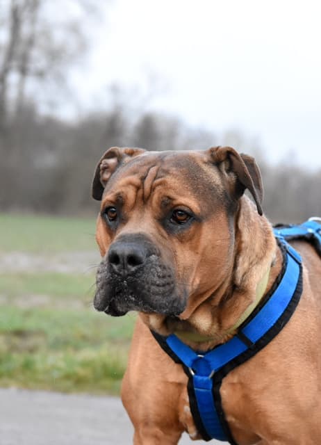 Englische Bulldogge Chapo