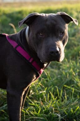 Buddy -  - Bild 1
