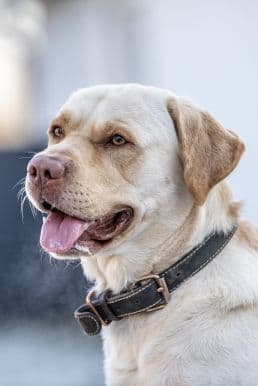 Bertie - Labrador Retriever - Bild 1
