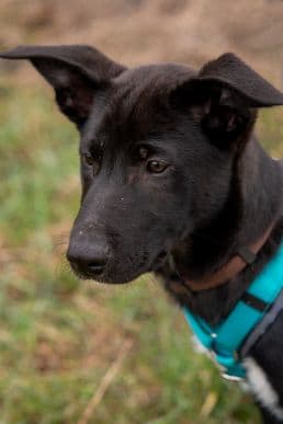 Deutscher Schäferhund-Mix Dean