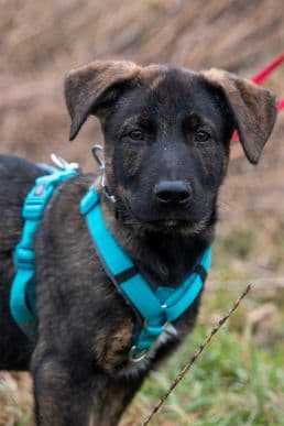 Deutscher Schäferhund-Mix Elvis