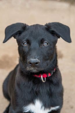 Deutscher Schäferhund-Mix Bob