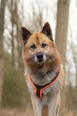 Deutscher Schäferhund-Mix Lenny