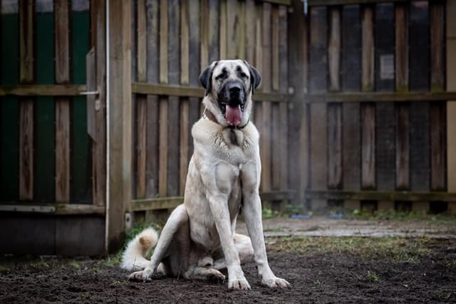 Alfi - Kangal-Hirtenhund - Bild 2